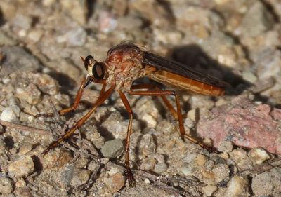 Diogmites sallei; Dark-winged Hanging Thief