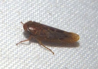 Pendarini