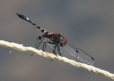 Dythemis fugax; Checkered Setwing; male
