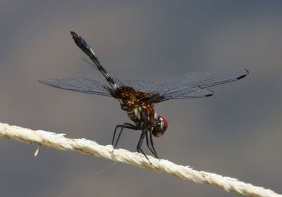 Dythemis fugax; Checkered Setwing; male 
