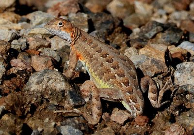 Elegant Earless Lizard