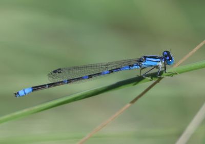 American Bluets