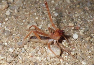 Eremobates Windscorpion species
