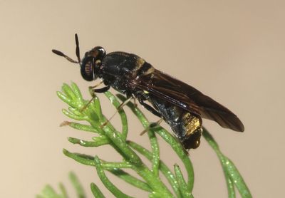 Soldier Flies and Relatives