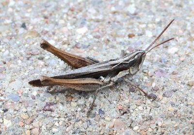 Horesidotes cinereus; Ash-gray Range Grasshopper; female
