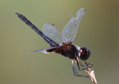 Macrodiplax balteata; Marl Pennant; male