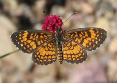 Texola elada; Elada Checkerspot