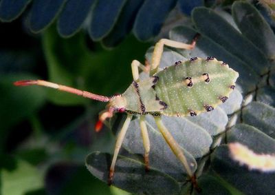 Mozena arizonensis; Leaf-footed Bug species nymph