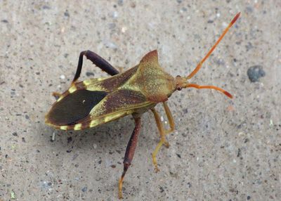 Mozena arizonensis; Leaf-footed Bug species