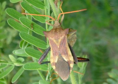 Mozena arizonensis; Leaf-footed Bug species