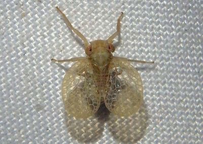 Neaethus Tropiduchid Planthopper species 