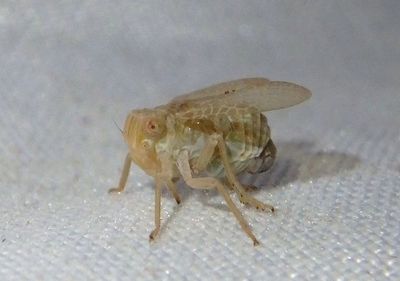 Tropiduchid Planthoppers