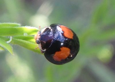 Olla v-nigrum; Ashy Gray Lady Beetle