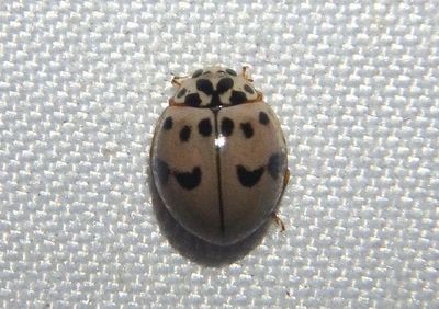 Olla v-nigrum; Ashy Gray Lady Beetle