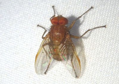 Ormia Tachinid Fly species; male