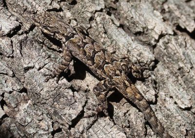 Ornate Tree Lizard