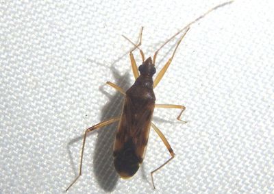 Ozophora depicturata; Dirt-colored Seed Bug species