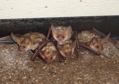 Bats