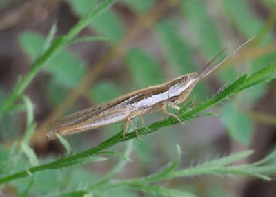 Paropomala pallida; Pale Toothpick Grasshopper