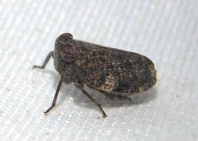 Issid Planthoppers