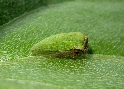 Publilia modesta; Modest Treehopper