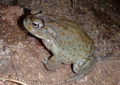 Sonoran Desert Toad