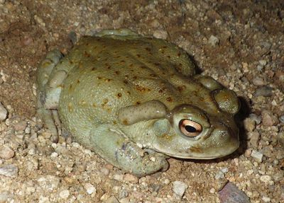 Sonoran Desert Toad 