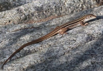 Sonoran Spotted Whiptail