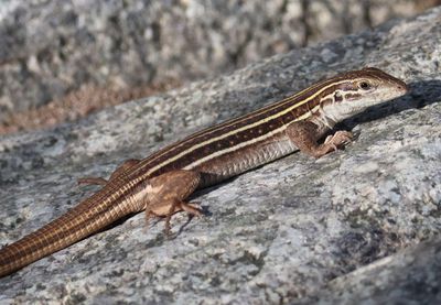 Sonoran Spotted Whiptail