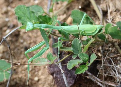 Stagmomantis limbata; Bordered Mantis; female