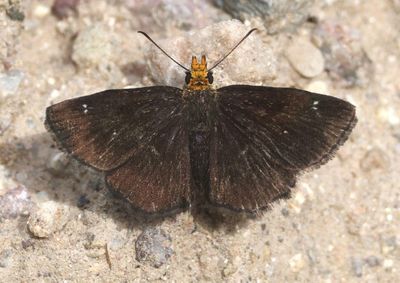 Staphylus ceos; Golden-headed Scallopwing