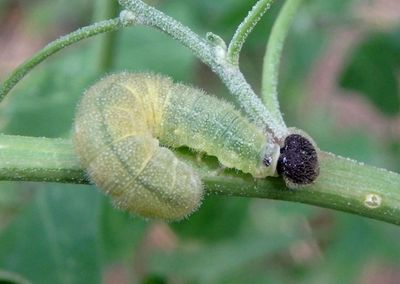 Staphylus ceos; Golden-headed Scallopwing caterpillar
