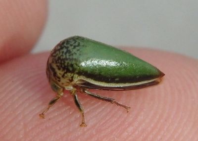 Stictopelta marmorata; Treehopper species
