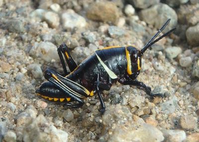 Lubber Grasshoppers