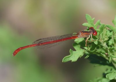 Miscellaneous Damsels