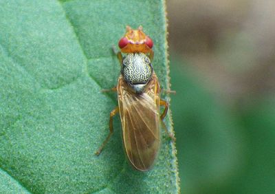 Tetanops magdalanae; Picture-winged Fly species; male