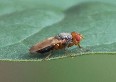 Tetanops magdalanae; Picture-winged Fly species; male
