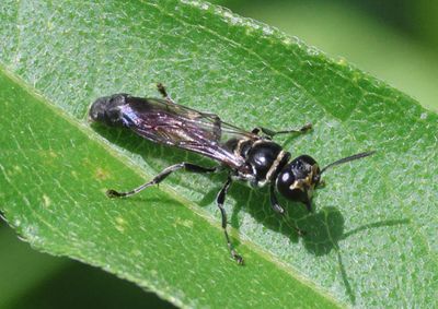 Square-headed Wasps and Relatives