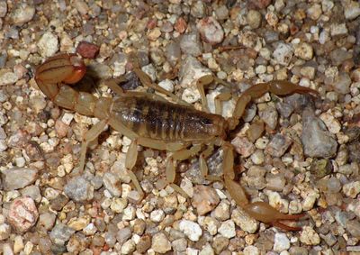 Vaejovis spinigerus; Arizona Stripedtail Scorpion