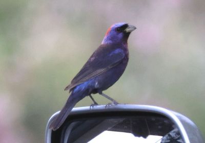 Varied Bunting; male