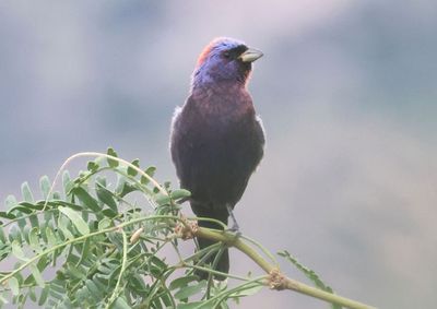 Varied Bunting; male