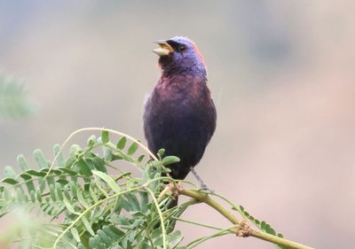 Varied Bunting; male