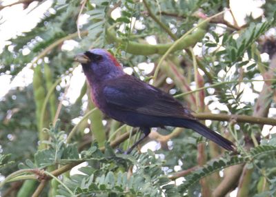 Varied Bunting; male
