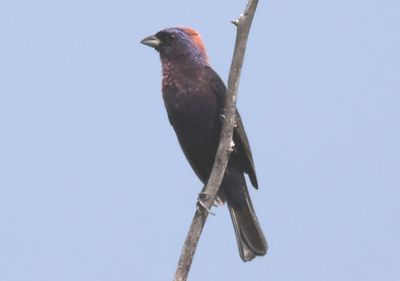 Varied Bunting; male