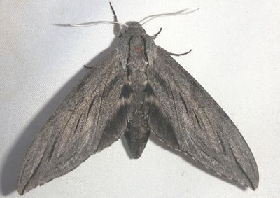 7802 - Sphinx chersis; Great Ash Sphinx