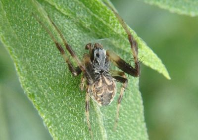 Metepeira Orb Weaver species
