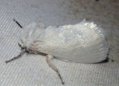 4650.1 - Norape sorpresa; Flannel Moth species