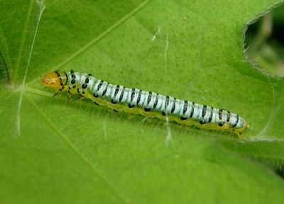4960-4973 - Hahncappsia Crambid Snout Moth species caterpillar