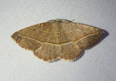 6940 - Eusarca tibiaria; Geometrid Moth species