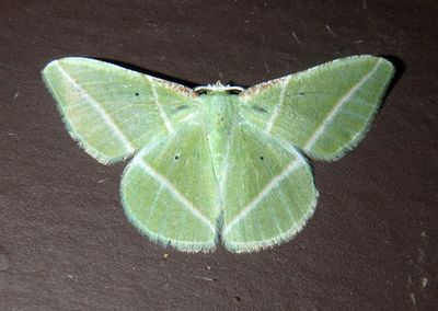 7054 - Dichorda consequaria; Emerald species